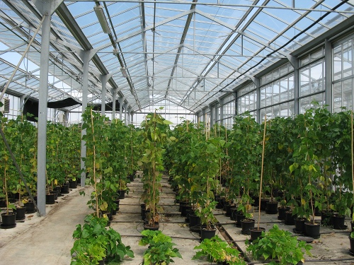  A l'hivernacle de vidre es treballa en la millora vegetal de caracterstiques organolptiques de diverses varietats agrcoles tradicionals catalanes...