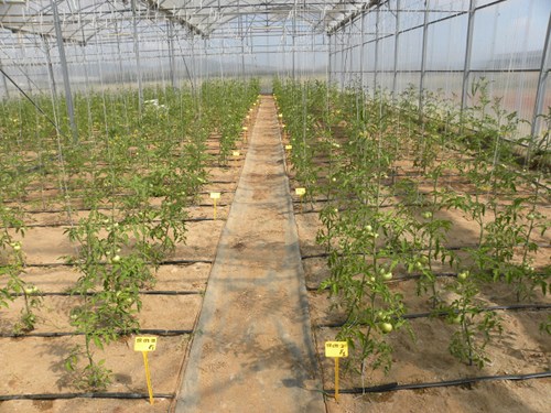  En el invernadero de plstico se analiza hasta qu punto son sensibles o no diversas variedades de tomateras a las plagas...