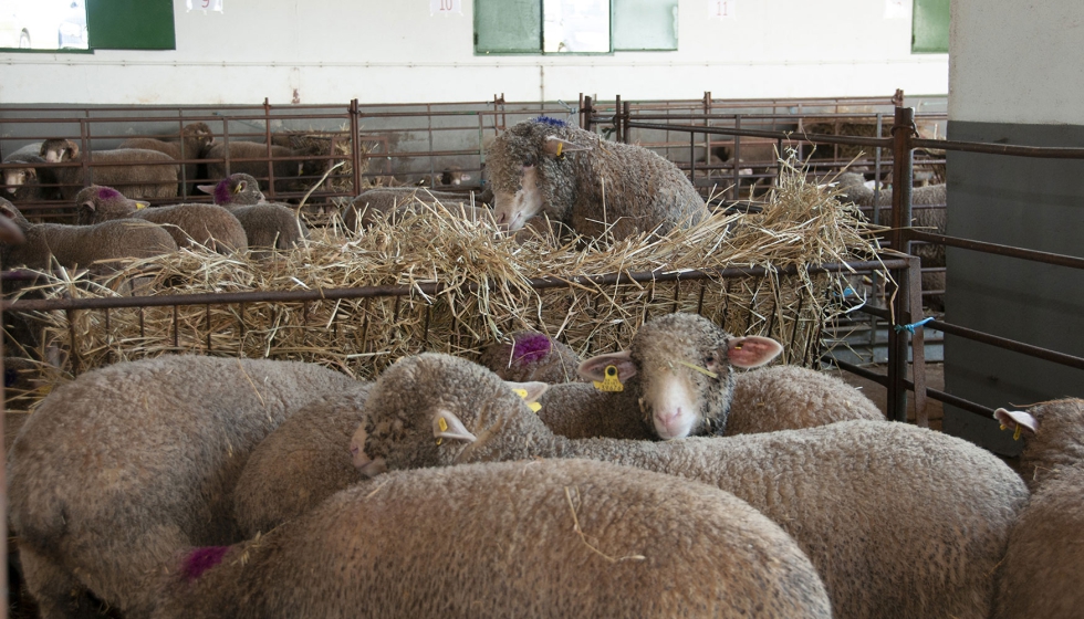 Animales de raza Merino Precoz procedentes de la finca El Cuartillo de la Diputación de Cáceres Animales de raza Merino Precoz procedentes de la finca El Cuartillo de la Diputación de Cáceres