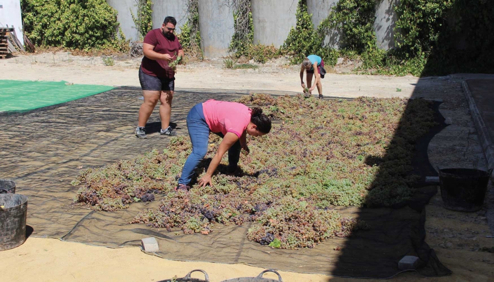 Reparto de uva en mallas para el asoelo en Cooperativa Albarizas