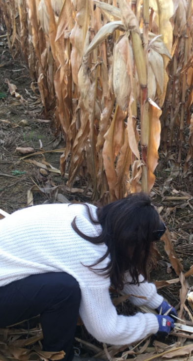 El proyecto VATAMA ha evidenciado que una de las herramientas para controlar el taladro es el cultivo en mosaico de maz transgnico con el isognico...