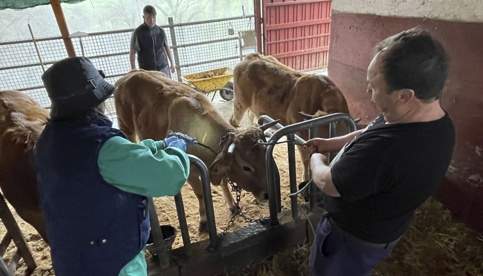 Vacunacin contra la lengua azul en una explotacin ganadera de Asturias