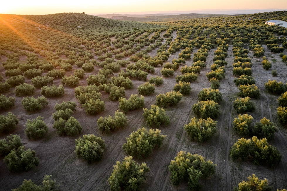 Los cultivos leosos, entre ellos el olivar, son uno de los grandes beneficiados de las recientes lluvias registradas en Espaa...