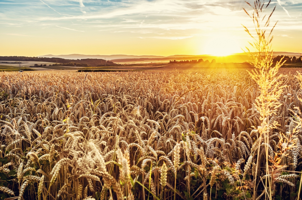 Entre los pases de origen del cereal importado, Francia ocupa el segundo lugar (2.751...