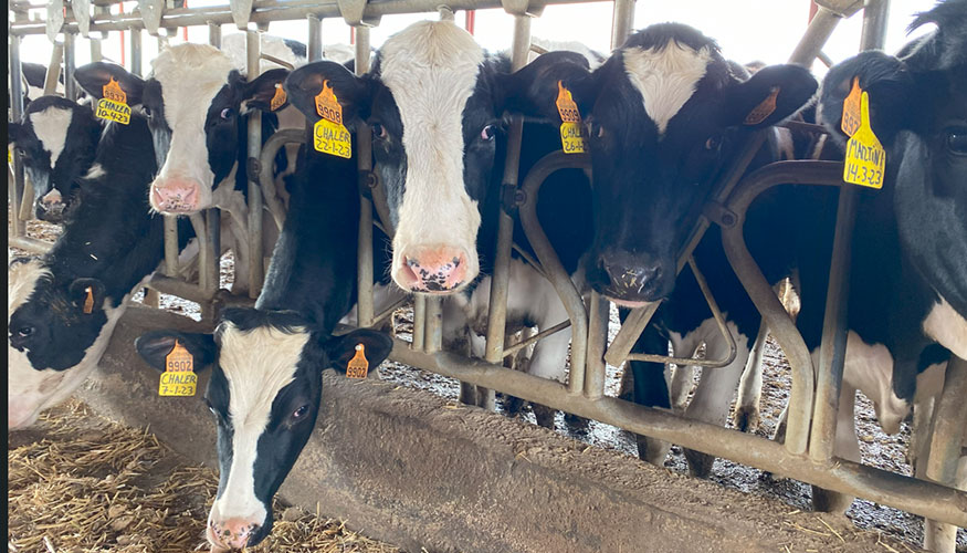 Vacas de aptitud lechera en la explotación palentina