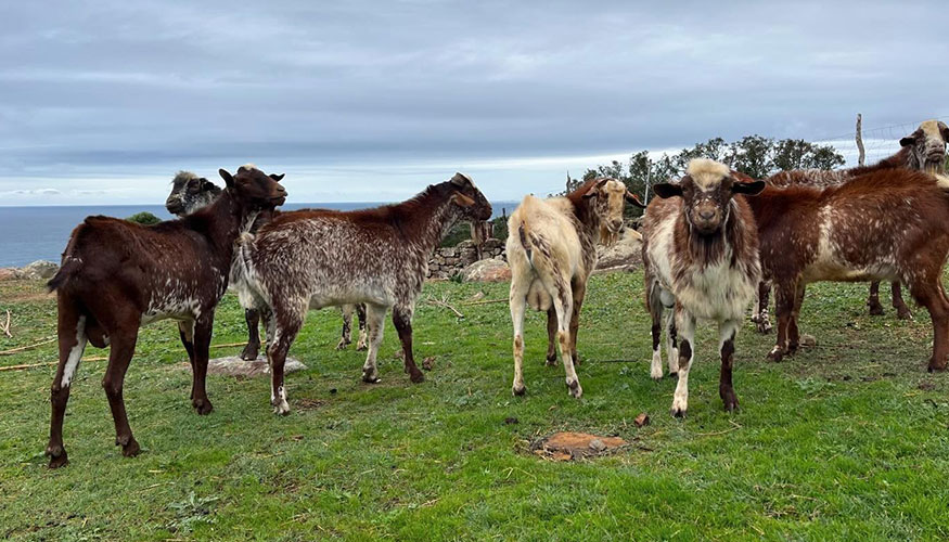 Ejemplares de raza Florida de la explotacin de ngel Coto en Tarifa (Cdiz)