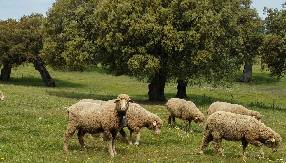 Ejemplares de la raza ovina Merina en una zona de dehesa