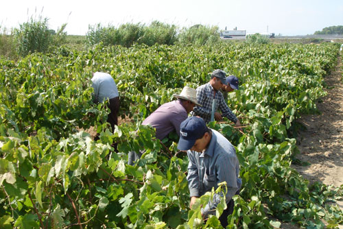 La crisis ha dado pie a un incremento de mano de obra en el campo, fruto de la cada de otros sectores econmicos. Foto: JARC...