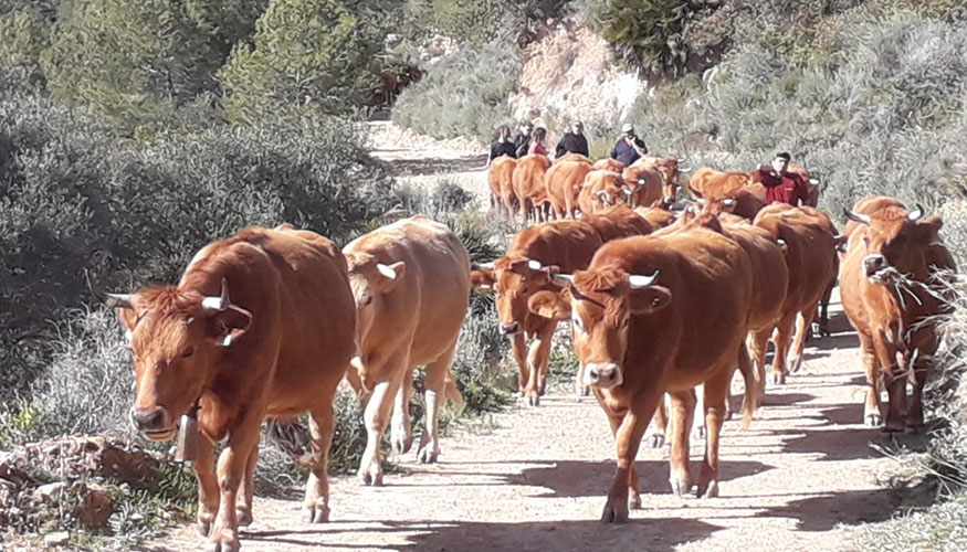Pastoreo de vacas en la Comunidad Valenciana