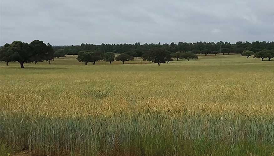 Campos de triticale biofortificado agronmicamente con selenio cultivado en la finca experimental Valdesequera