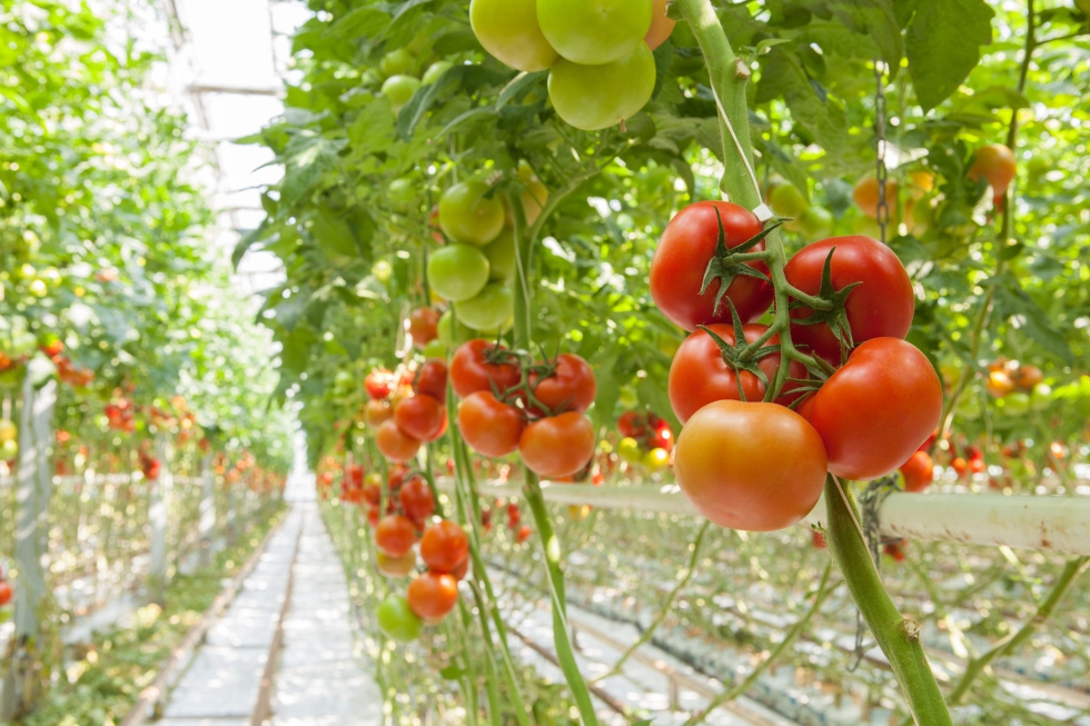 Cultivo de tomate en invernadero
