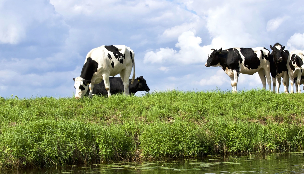 Vacas de aptitud lechera