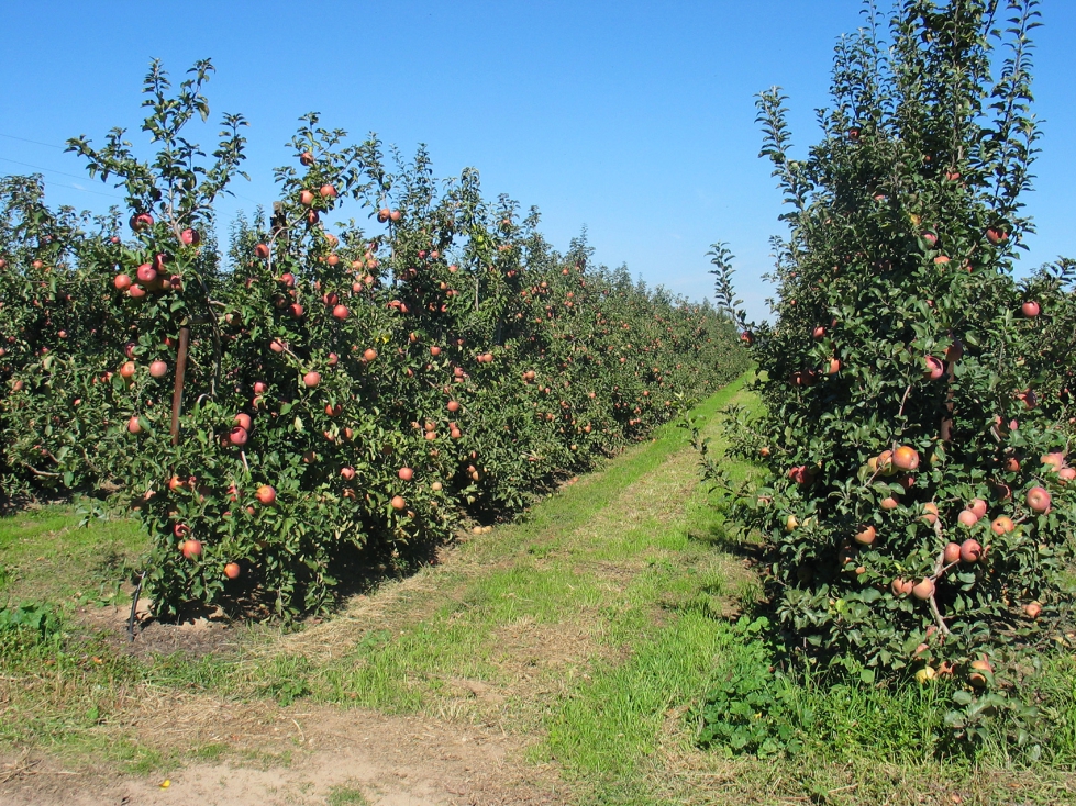 Cultivo de manzana