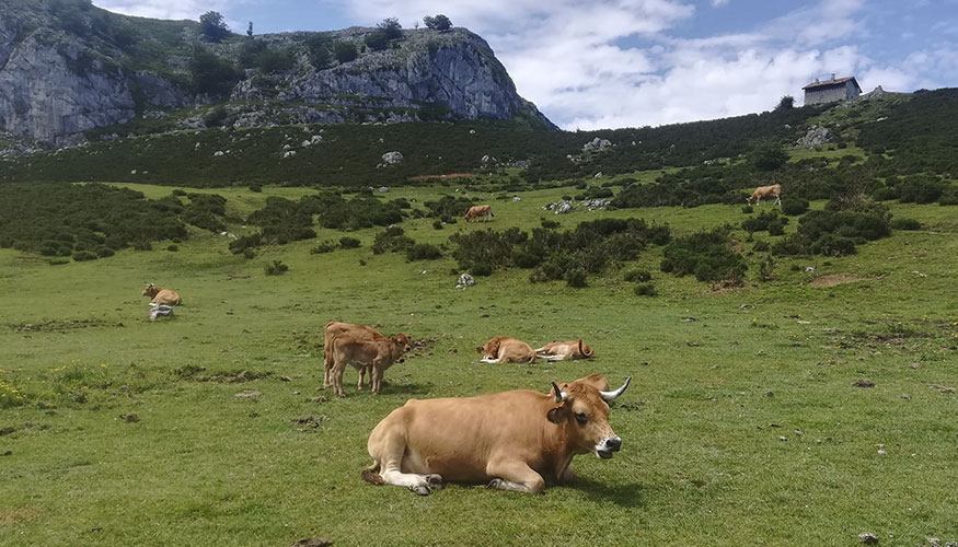 Vacas en pastos de Asturias