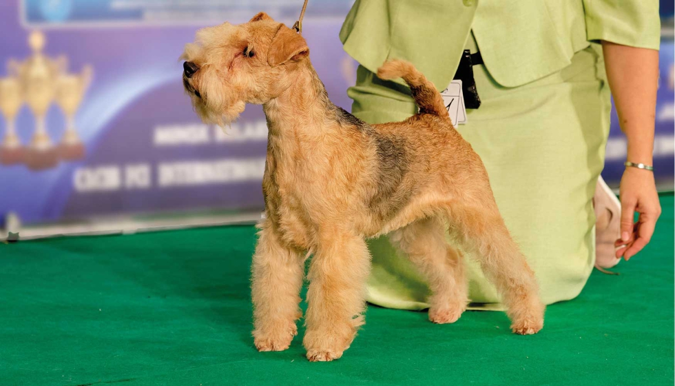 La ltima gran exhibicin internacional en Espaa reuni a 3.000 perros diarios de 200 razas distintas, con cerca de 11.000 visitantes...