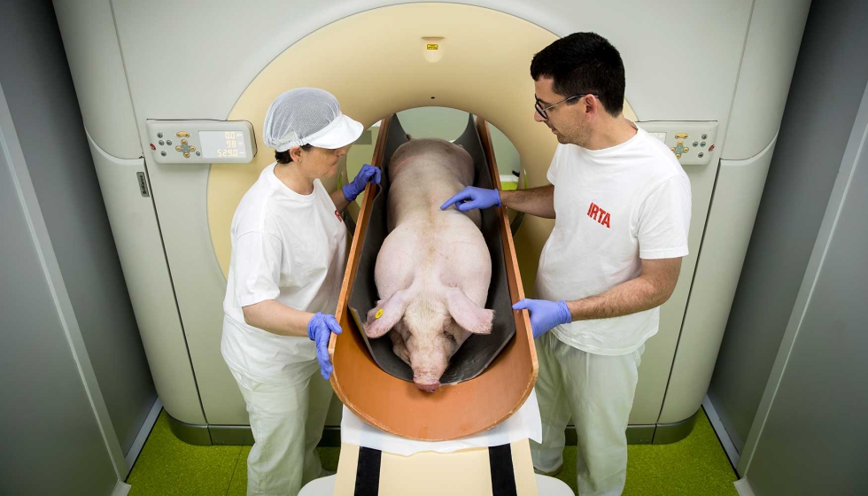 Escaneo de un cerdo vivo. Foto: IRTA