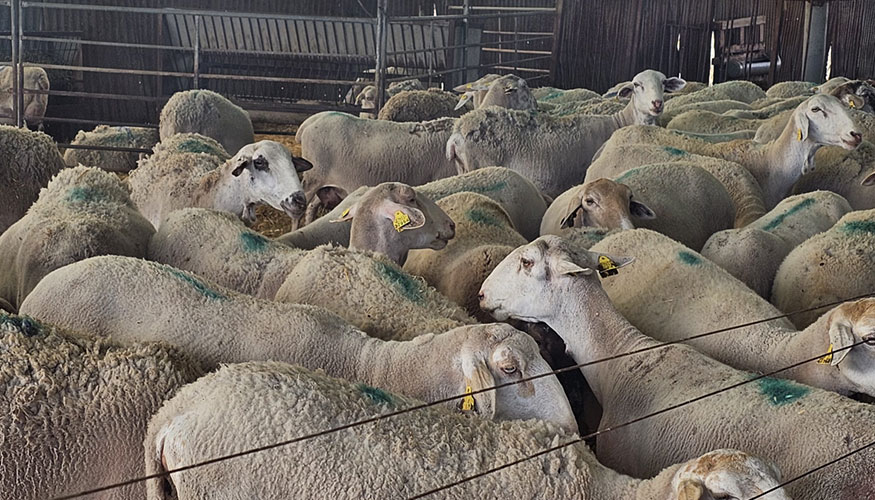 Explotacin ovina en la provincia de Alicante