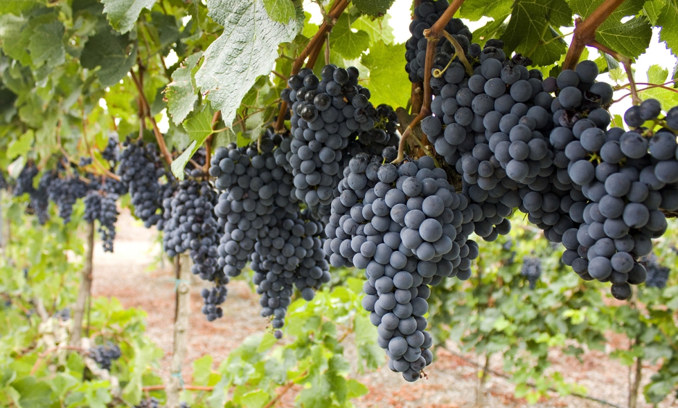El objetivo de este trabajo ha sido estudiar la influencia de tres niveles de rendimiento tericos en la calidad de la uva y del vino en 2020...