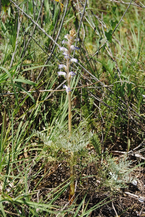 Figura 1. Planta de jopo del girasol (Orobanche cumana) creciendo silvestre sobre Artemisia martima en la zona del Mar Negro de Bulgaria...