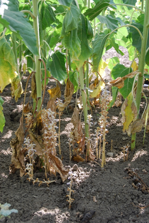 Figura 2. Campo de girasol mostrando un fuerte ataque de jopo debido al cultivo de un hbrido no resistente