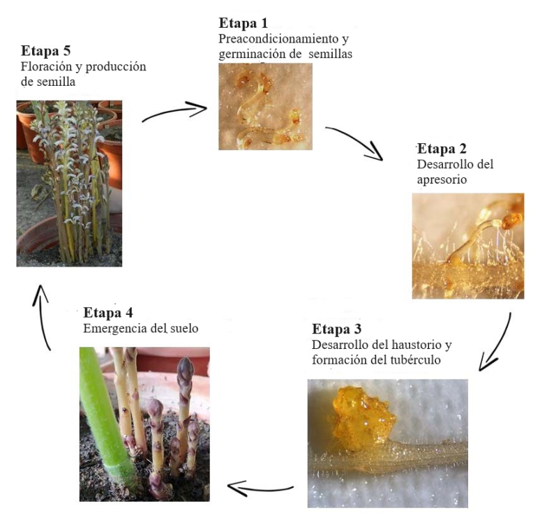 Figura 4. Ciclo de vida del jopo del girasol