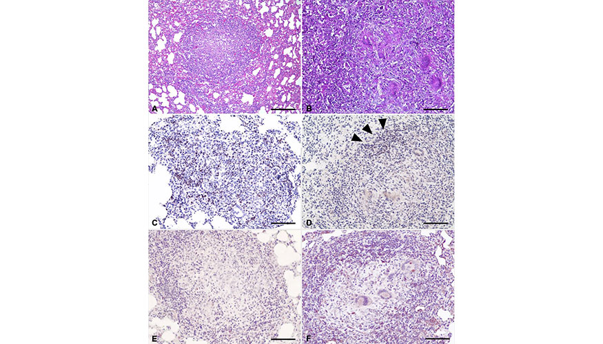 Figura 2. Estudio histol�gico e inmunohistoqu�mico de los granulomas pulmonares de estadio I inducidos por Mycobacterium caprae en ovejas. A...