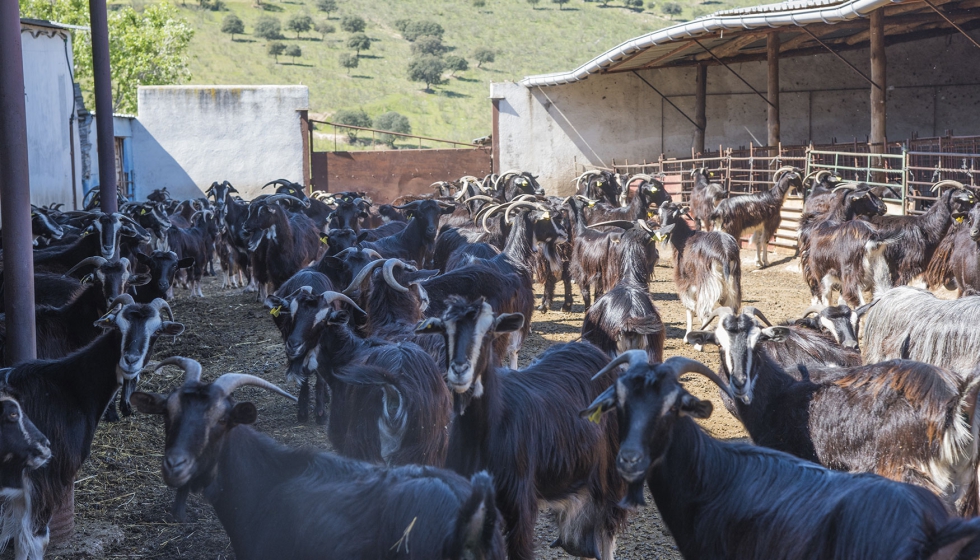 Ejemplares de la raza caprina Guadarrama