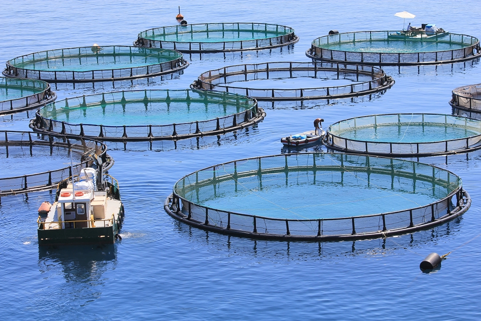 En 2022, Espaa cri en la acuicultura 272.589 toneladas de peces, moluscos, algas y crustceos