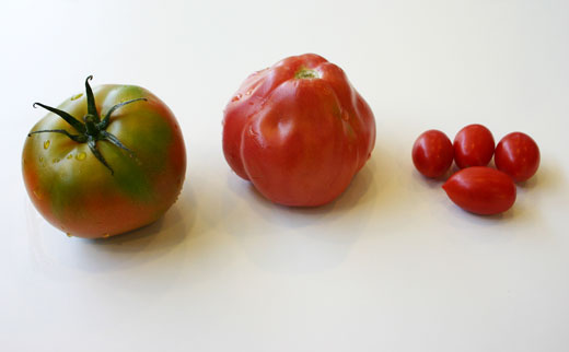 Los ganadores, en el centro el tomate amateur Pera de Gerona y a los lados los profesionales cherry pera y verde pintn