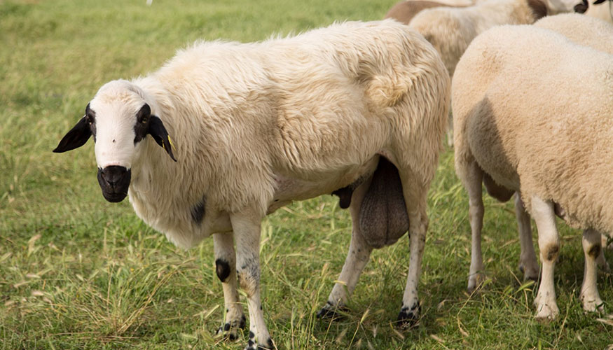 Animales con los que se realiz� el estudio