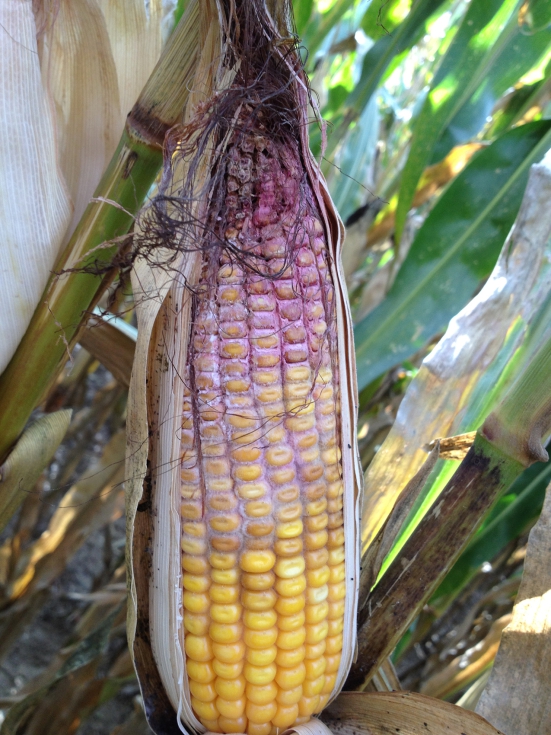 Imagen 1. Sntomas de Fusarium graminearum en mazorca