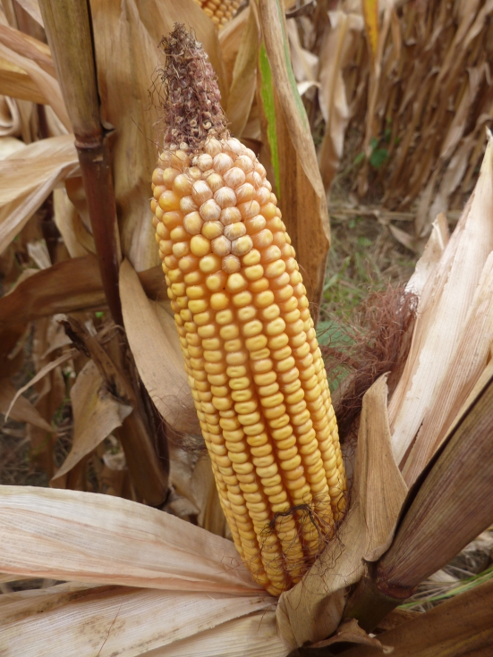 Imagen 2. Sntomas de Fusarium moniliforme en mazorca