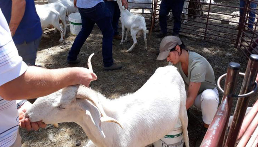 Ordeo de una cabra de raza Blanca Andaluza durante la Escuela de Pastores de Andaluca