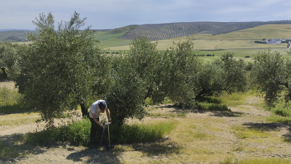 Investigadores del proyecto europeo Soil O-Live, coordinado por la Universidad de Jan, realizan prcticas experimentales innovadoras...