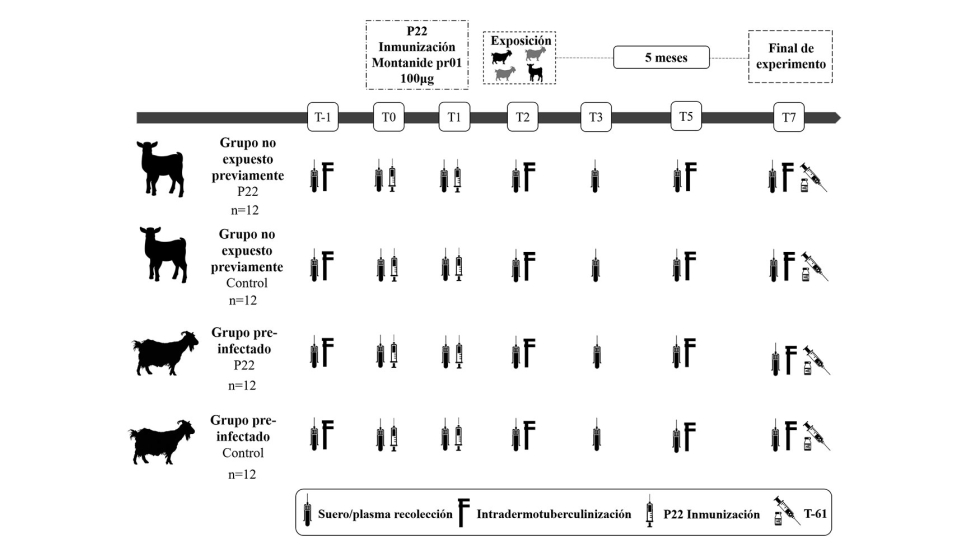 Figura 2. Resumen del dise�o experimental. Las siluetas de cabras grises representan a las cabras excretoras de �Mycobacterium bovis�...