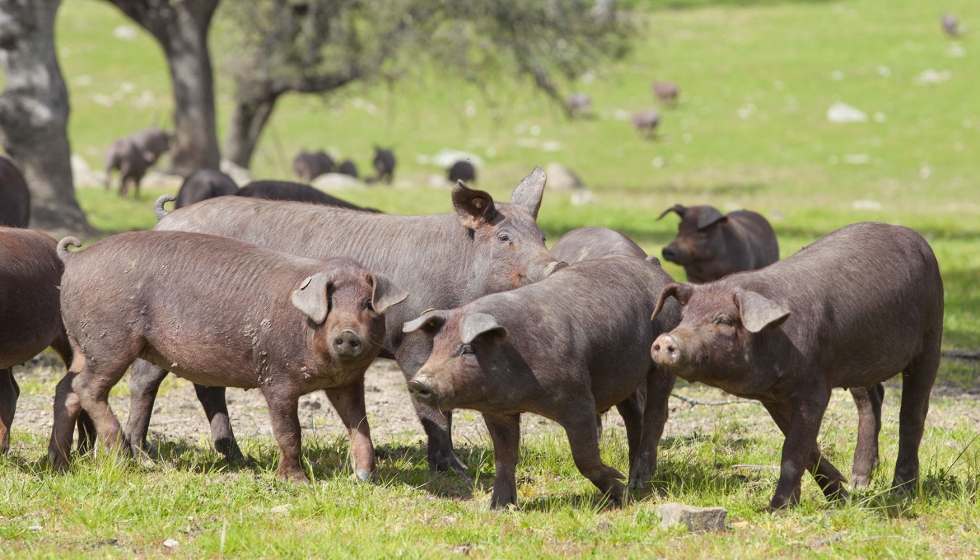 Cerdos ibricos en una zona de dehesa