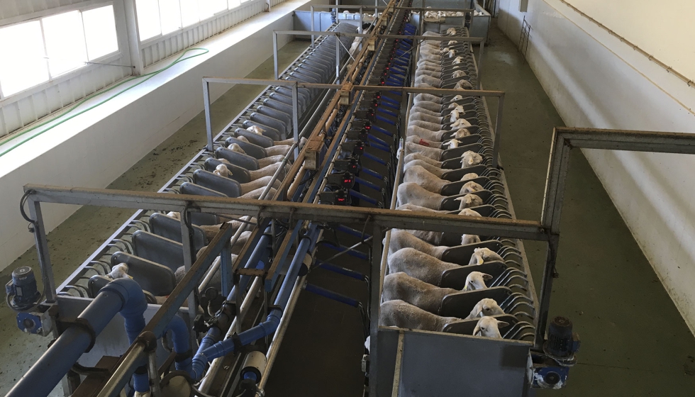Vista superior de una sala de ordeo de ovejas de raza Manchega