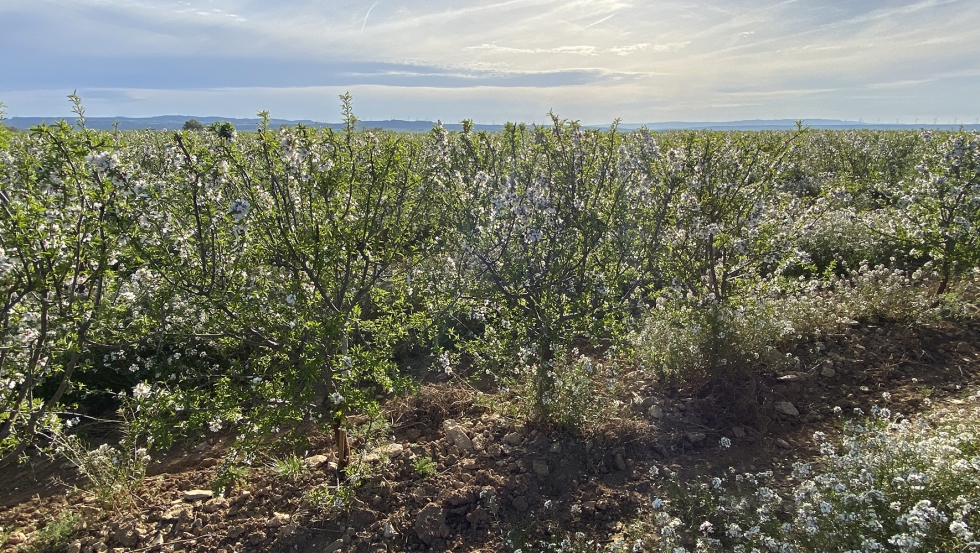 La espectacular finca Corona Cachal albergar Demoalmendro 2024