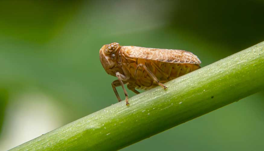 Los insectos fulgoromorfos, tambin denominados saltahojas y comunes en las islas britnicas...