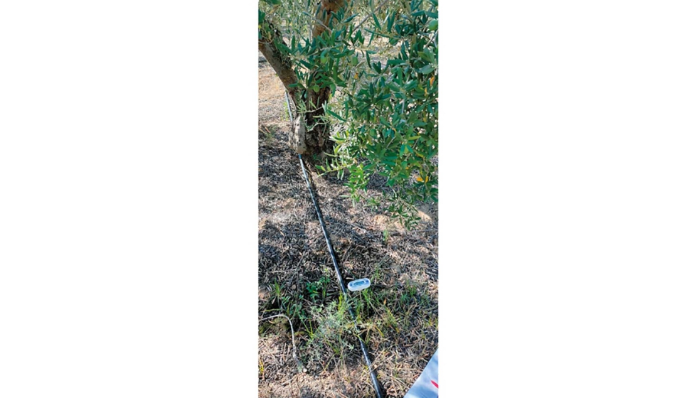 Fotografia 3. O projeto relacionar a temperatura do solo com a composio e a produtividade das oliveiras cultivadas nesses solos...