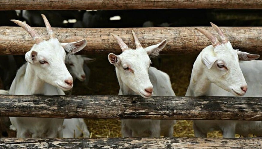 Fotografia de Mejorar la eficiencia de la alimentacin en el ganado caprino de la zona mediterrnea