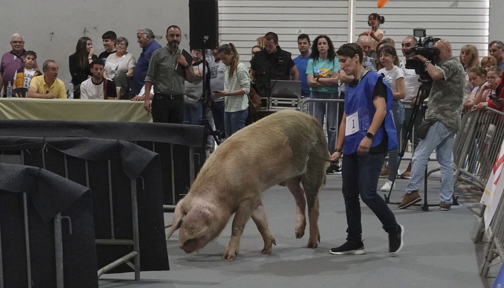 Un instante del Concurso Nacional de Manejo de la Raza Porco Celta en una edicin anterior