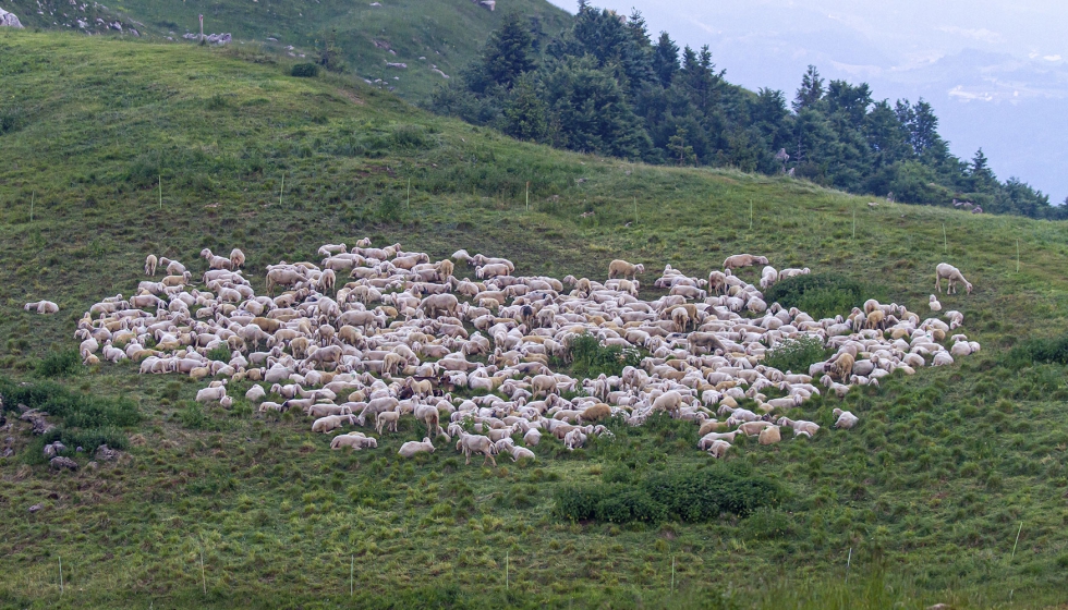 Rebao de ganado ovino en una zona de montaa