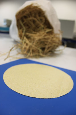 Pasta de papel, en primer trmino, producida a partir de fibras de cereales, al fondo. Foto: Itene