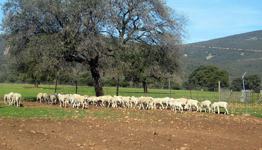Rebao extensivo de ovino en Castilla-La Mancha