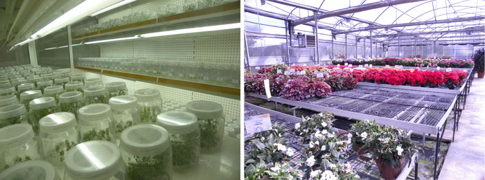 Los esquejes son cultivados en laboratorio en condiciones ptimas (izq.) y despus probados en el campo de ensayo (derecha)...