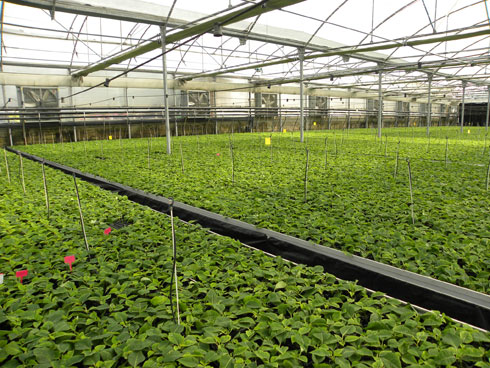 Los invernaderos de cultivo estn totalmente monotorizados para que las plantas crezcan en las condiciones ptimas