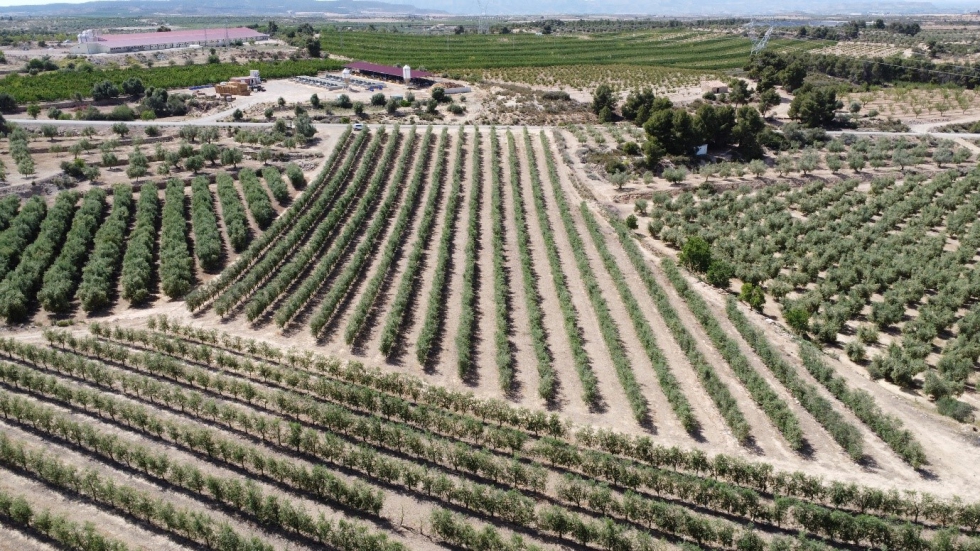 Figura 1. Imagen area del campo comercial de olivar superintensivo donde se realiz el ensayo (Maials, Lleida)