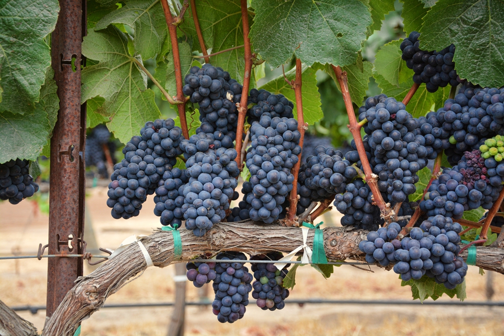 Picture of La DO Ribera del Duero organiza una jornada para abordar los retos del sector vitivincola
