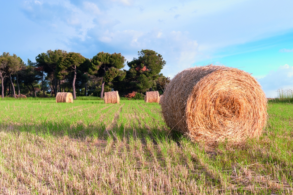 El objetivo es garantizar que todos los agricultores y ganaderos puedan presentar su solicitud de la PAC del ao 2024